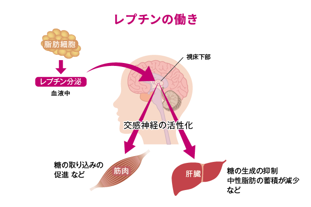 レプチンの働きは、食欲の抑制、インスリンの作用を高めるなど、糖や脂質の代謝をつかさどることです。